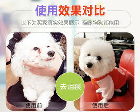 寵物服務 現代養寵生活的全方位支持