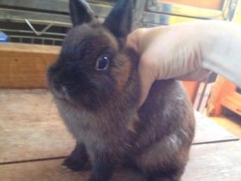 漂亮的進口品種侏儒兔與貓貓兔 潮州寵物服務的優質選擇